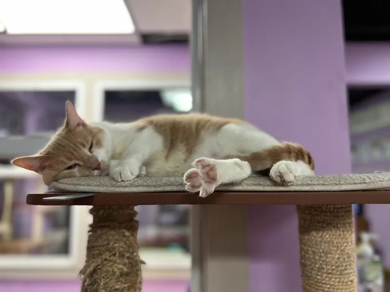 Lawrence thumbnail 3