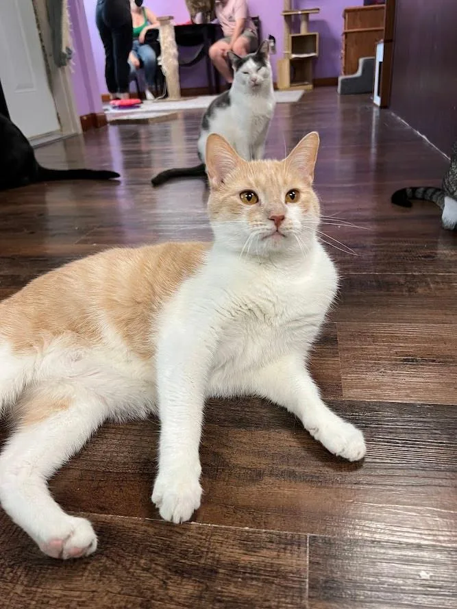 Lawrence thumbnail 4