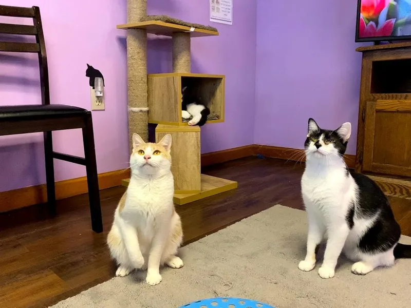 Lawrence thumbnail 5