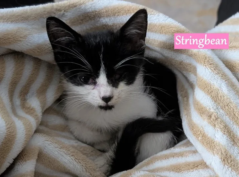 A baby medium-sized female Domestic Short Hair cat named Stringbean for adoption in Hoover , AL