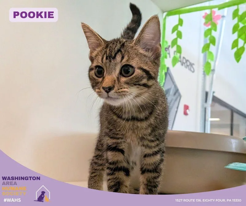 A baby small-sized female Tabby (Brown / Chocolate) Domestic Short Hair cat named Pookie for adoption in Eighty Four, PA