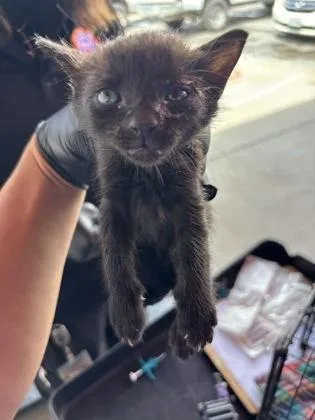 A baby small-sized female Black Domestic Short Hair cat named 61508762 for adoption in El Paso, TX