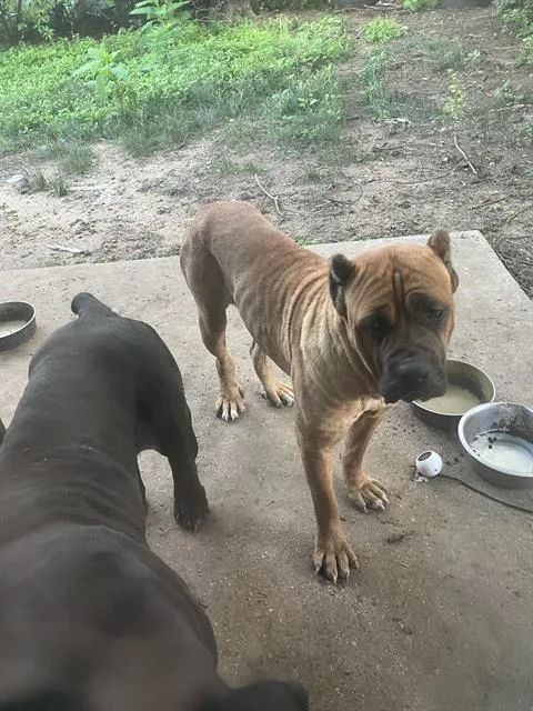 An adult extra large-sized female Mixed Breed dog named Bree for adoption in Dallas, TX