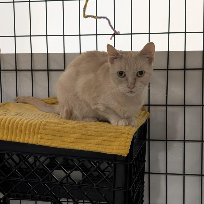 An adult medium-sized female Buff / Tan / Fawn Domestic Short Hair cat named Sunscreen for adoption in Columbus, OH