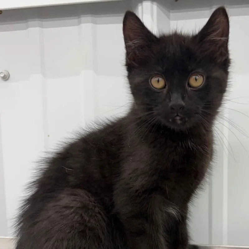 A baby large-sized male Black Domestic Medium Hair cat named Boom for adoption in Richmond, MO