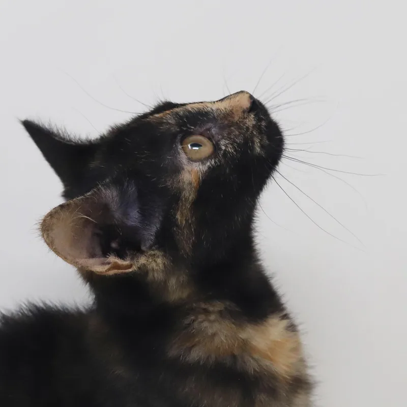 Sparkles is going to thumbnail 2