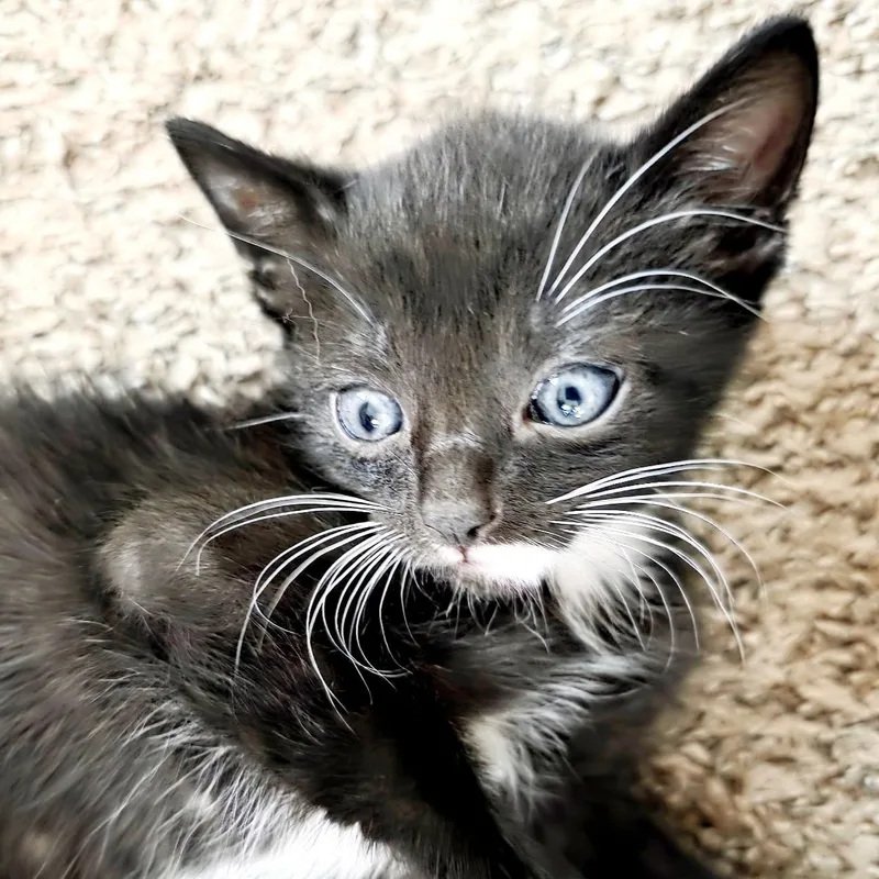 A baby medium-sized male Black & White / Tuxedo Domestic Short Hair cat named Dazzle for adoption in Bulverde, TX