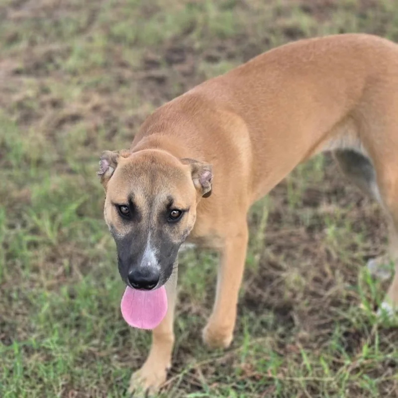 A baby large-sized female Yellow / Tan / Blond / Fawn Shepherd dog named Darlene FJ for adoption in Austin, TX