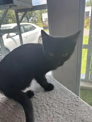 A baby small-sized male Domestic Short Hair cat named Sully for adoption in Paducah, KY