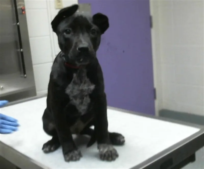 A baby small-sized male German Shepherd Dog dog named Oakley for adoption in Houston, TX