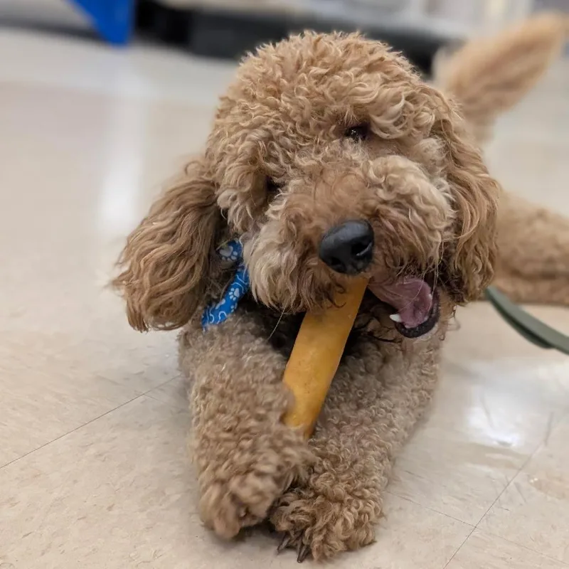 A young small-sized male Mixed Breed dog named Max for adoption in Layton, UT