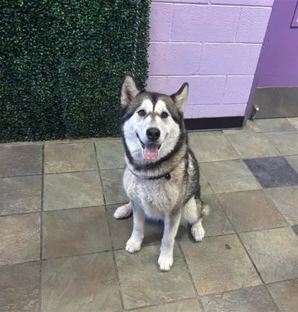An adult large-sized female Gray / Blue / Silver Siberian Husky dog named 61290405 for adoption in El Paso, TX