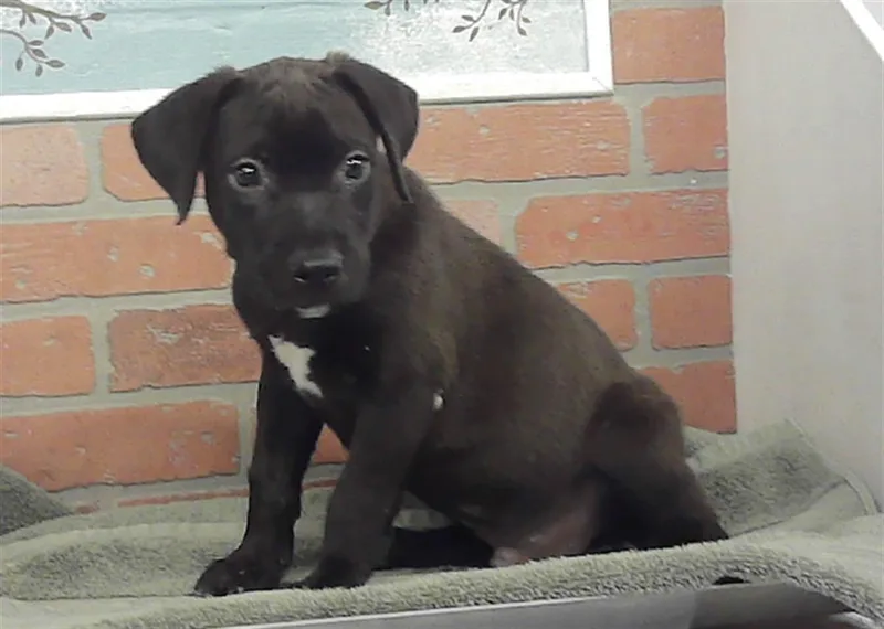 A baby small-sized male Staffordshire Bull Terrier dog named Tom Hanks for adoption in Houston, TX
