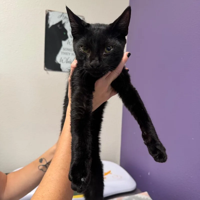 A young small-sized male Black Domestic Short Hair cat named Astro for adoption in Englewood, FL