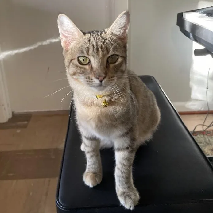 An adult medium-sized female Brown / Chocolate Torbie cat named Lolli Pop Candy for adoption in Friendswood, TX