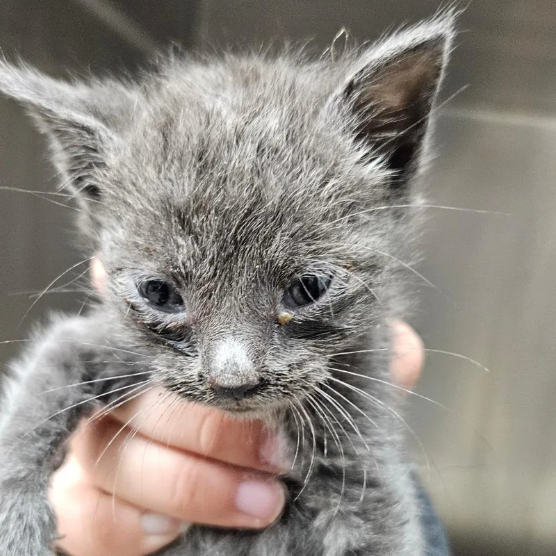 A baby small-sized male Gray / Blue / Silver Domestic Short Hair cat named Snickers for adoption in Corpus Christi, TX