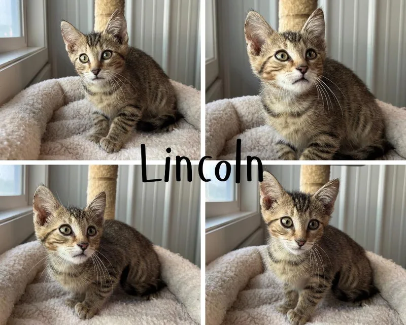 Lincoln