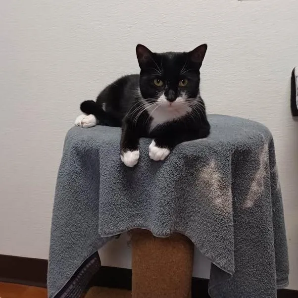 An adult small-sized male Black Domestic Short Hair cat named Nimbus for adoption in Milan, IL