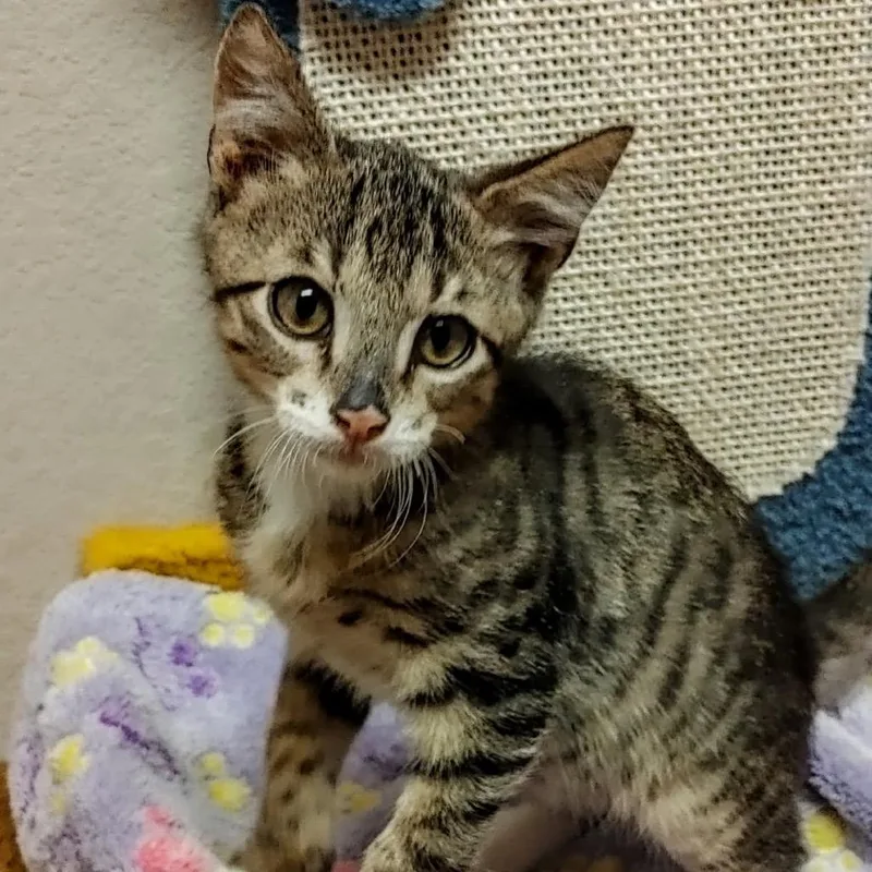A baby small-sized male Gray / Blue / Silver Domestic Medium Hair cat named Toby for adoption in Waco, TX
