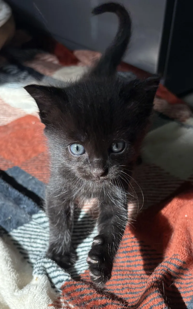 A baby medium-sized male Black Domestic Short Hair cat named Focaccia for adoption in Geneseo, IL