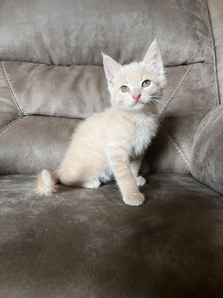 A baby small-sized male Domestic Short Hair cat named Nigel for adoption in Rochester, IN