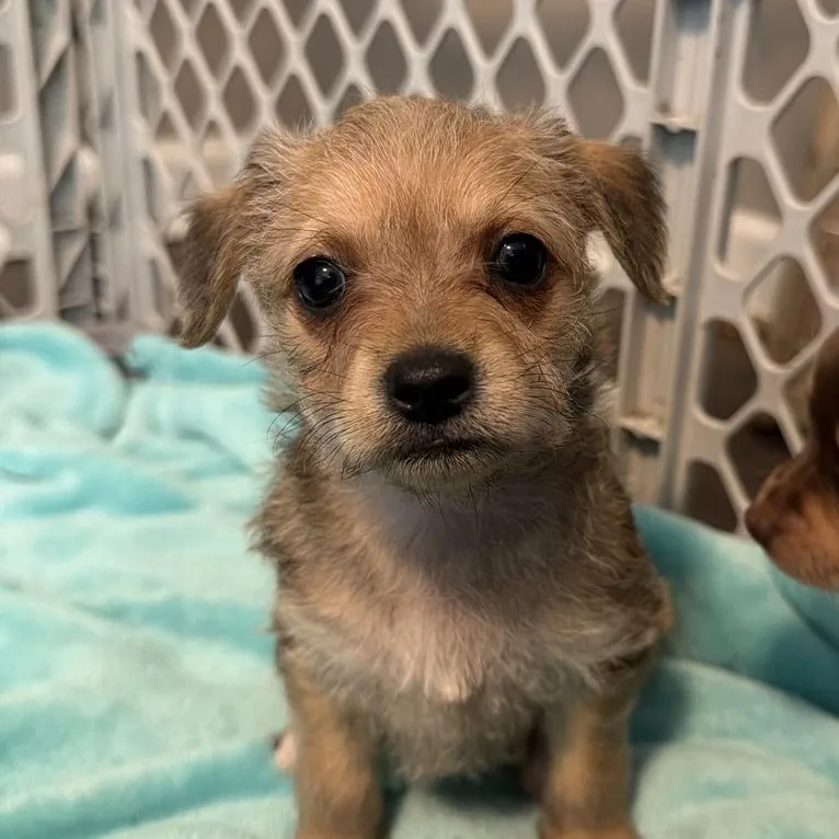 A baby small-sized female Yellow / Tan / Blond / Fawn Chihuahua dog named Moana for adoption in LEMONT, IL