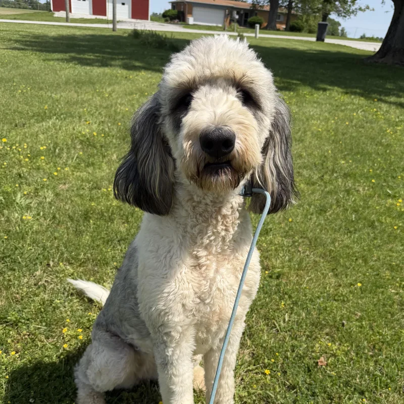 A young large-sized female Bernedoodle dog named Chloe for adoption in Indianapolis, IN