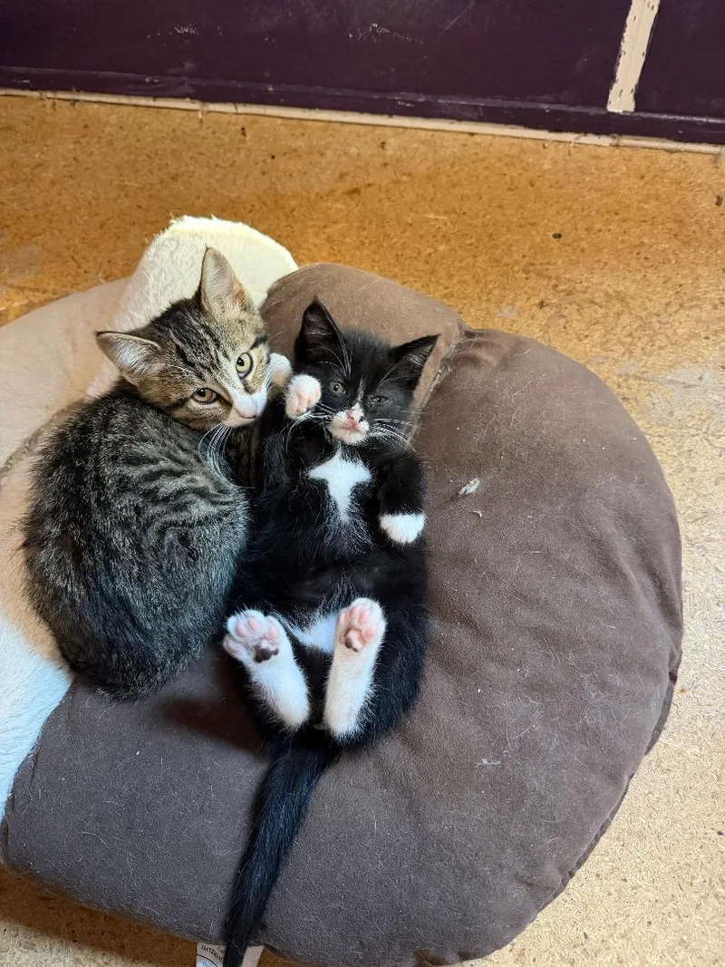 A baby medium-sized male Domestic Short Hair cat named Figaro for adoption in Coldwater, MI