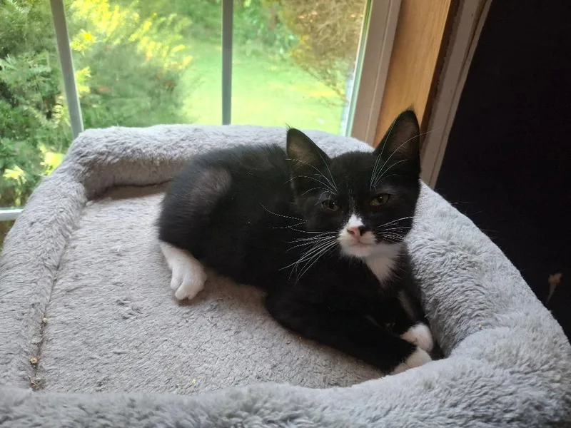 Figaro thumbnail 2