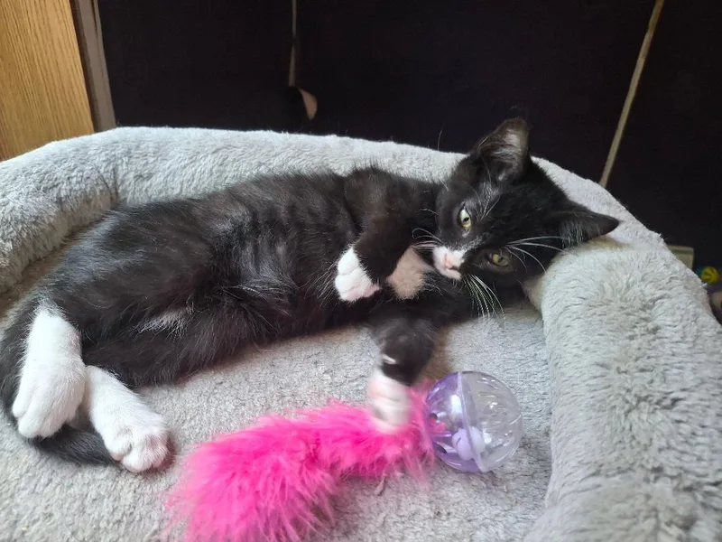 Figaro thumbnail 4