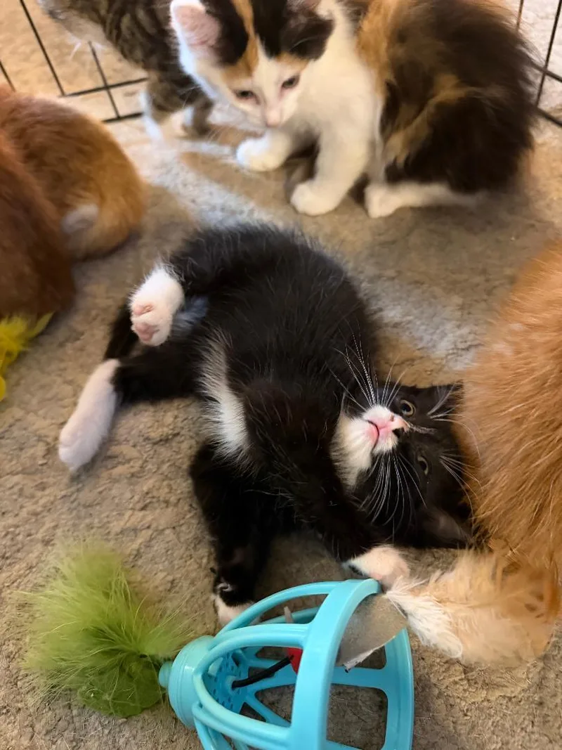 Figaro thumbnail 5