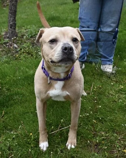 An adult large-sized female Shar-Pei dog named Joan Jett for adoption in West Seneca, NY