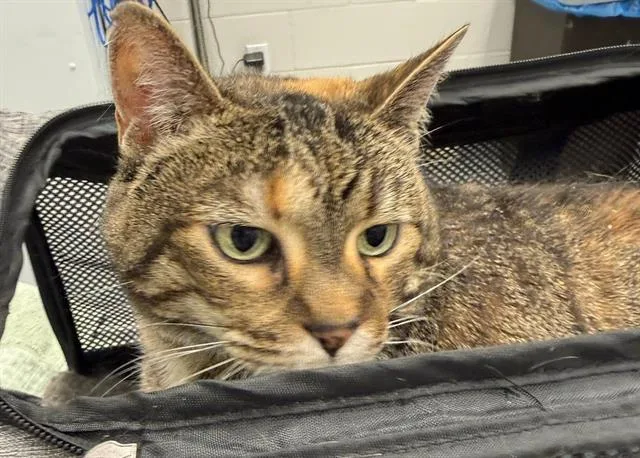 A senior medium-sized female Domestic Short Hair cat named Sunny for adoption in Peoria, IL