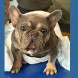 An adult small-sized male Brown / Chocolate French Bulldog dog named Gaston for adoption in Austin, TX