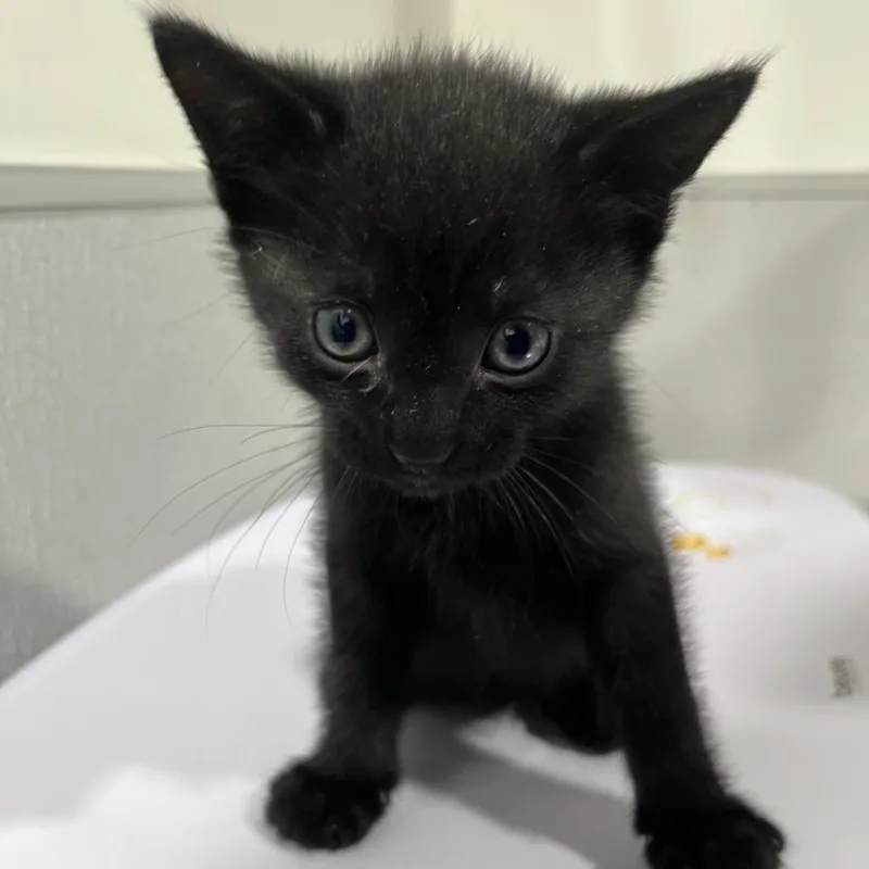 A baby small-sized male Black Domestic Short Hair cat named Storm for adoption in Tampa, FL