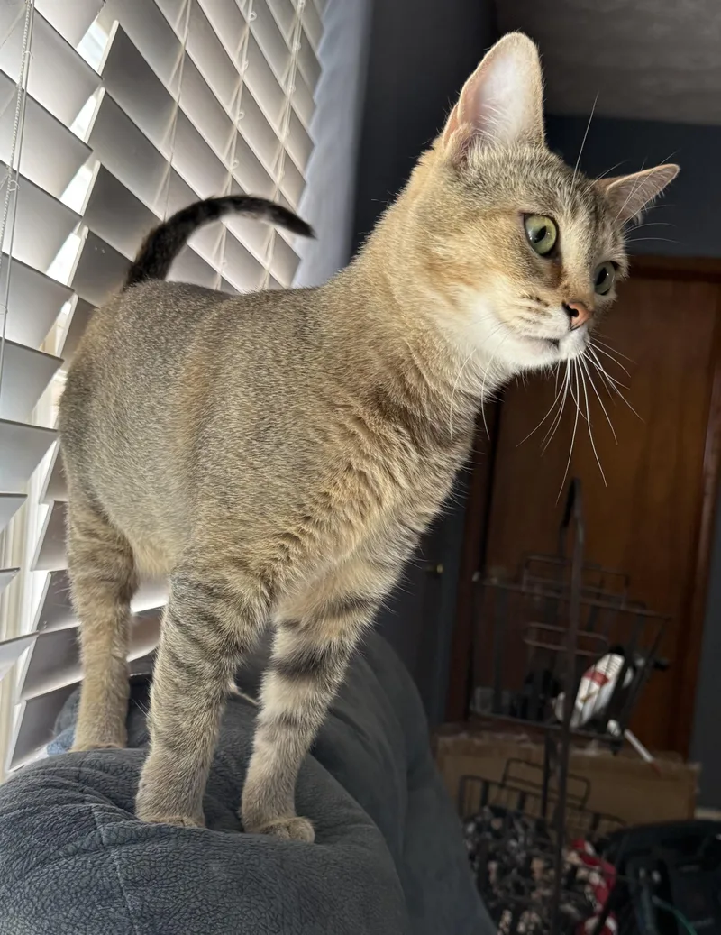 An adult medium-sized female Domestic Short Hair cat named Scarlet Oak for adoption in Franklin, OH