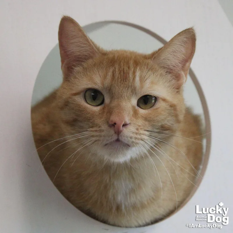 An adult medium-sized male Orange / Red Domestic Short Hair cat named Kovu for adoption in Washington, DC