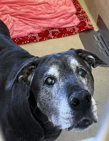 A senior large-sized female Mixed Breed dog named Bailey for adoption in Longmont, CO