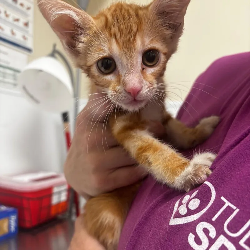 A baby small-sized male Orange / Red Domestic Short Hair cat named Tang for adoption in Tulsa, OK