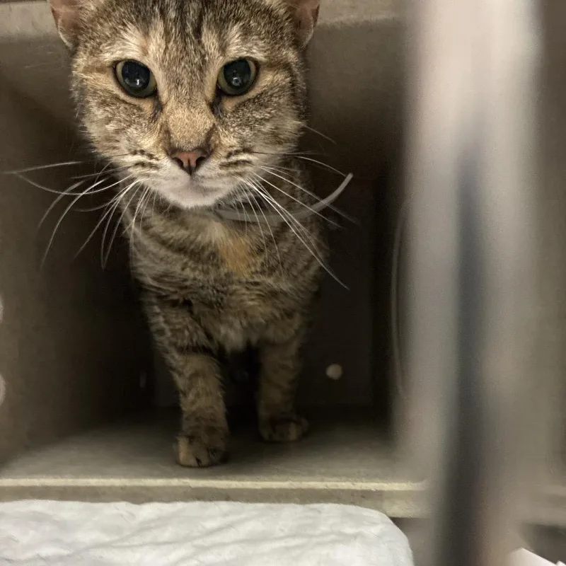 An adult medium-sized female Brown / Chocolate Domestic Short Hair cat named Miracle for adoption in Philadelphia, PA