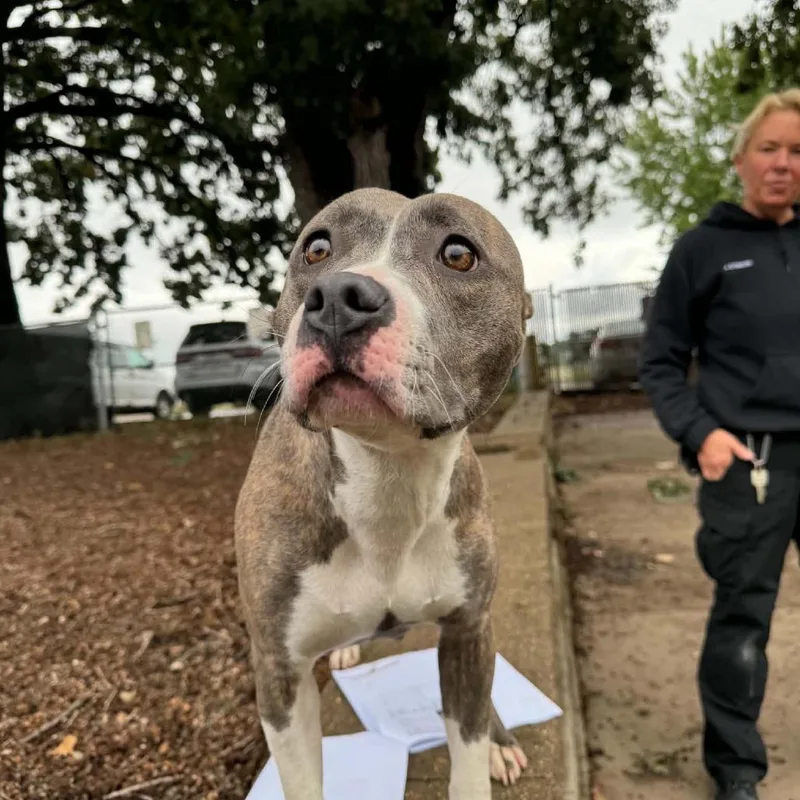 An adult small-sized female Brindle Pit Bull Terrier dog named Sterling D for adoption in Princeton, MN