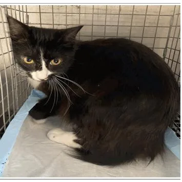 An adult small-sized male Domestic Medium Hair cat named Beans for adoption in Tampa, FL
