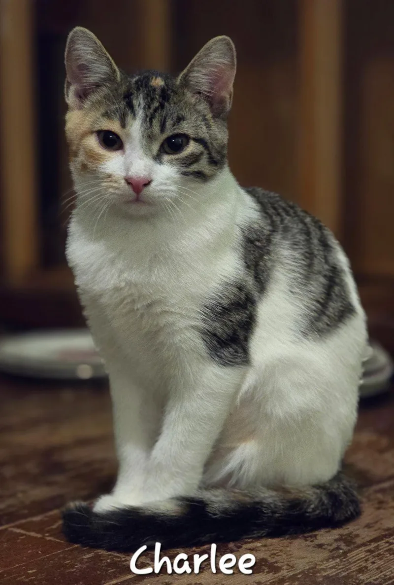 A baby medium-sized female Domestic Short Hair cat named Charlee for adoption in Rochester, NY