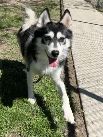 A young medium-sized female Siberian Husky dog named Chandler for adoption in Clinton Township, MI