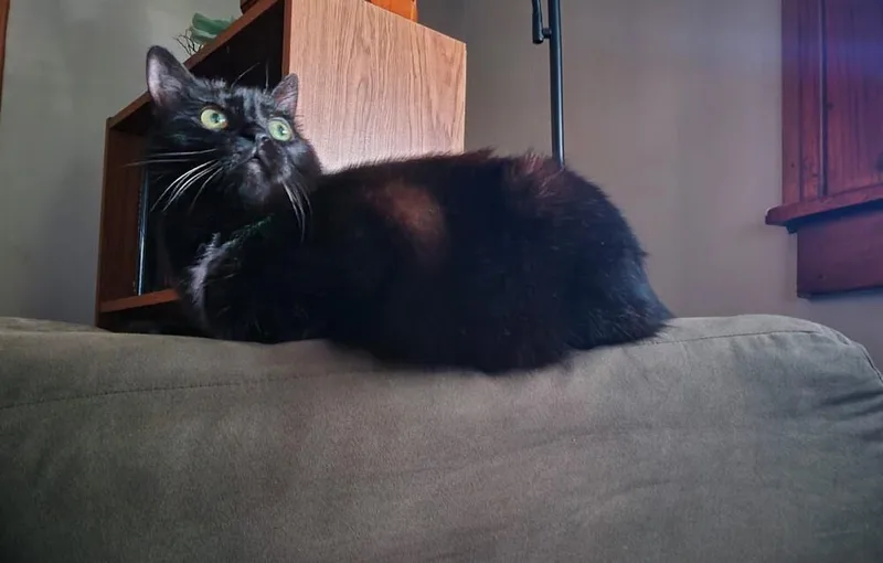 A senior large-sized female Black & White / Tuxedo Domestic Short Hair cat named Nebula for adoption in Lansing, MI