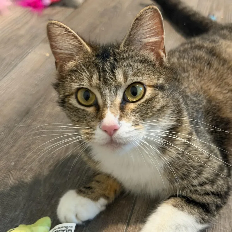 An adult medium-sized female Brown / Chocolate Domestic Medium Hair cat named Christine for adoption in Fort Smith, AR