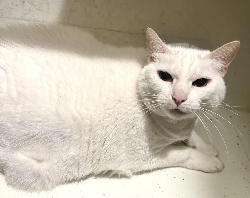 A senior extra large-sized female White Domestic Short Hair cat named Sugar Baby for adoption in Leonardtown, MD