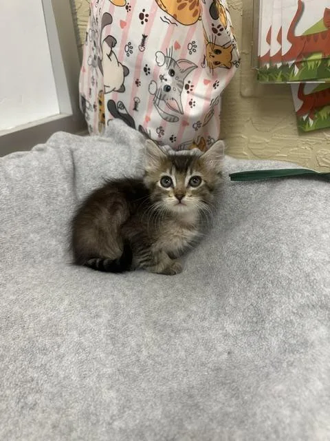 A baby small-sized male Brown / Chocolate Maine Coon cat named Timmy for adoption in Parlier, CA