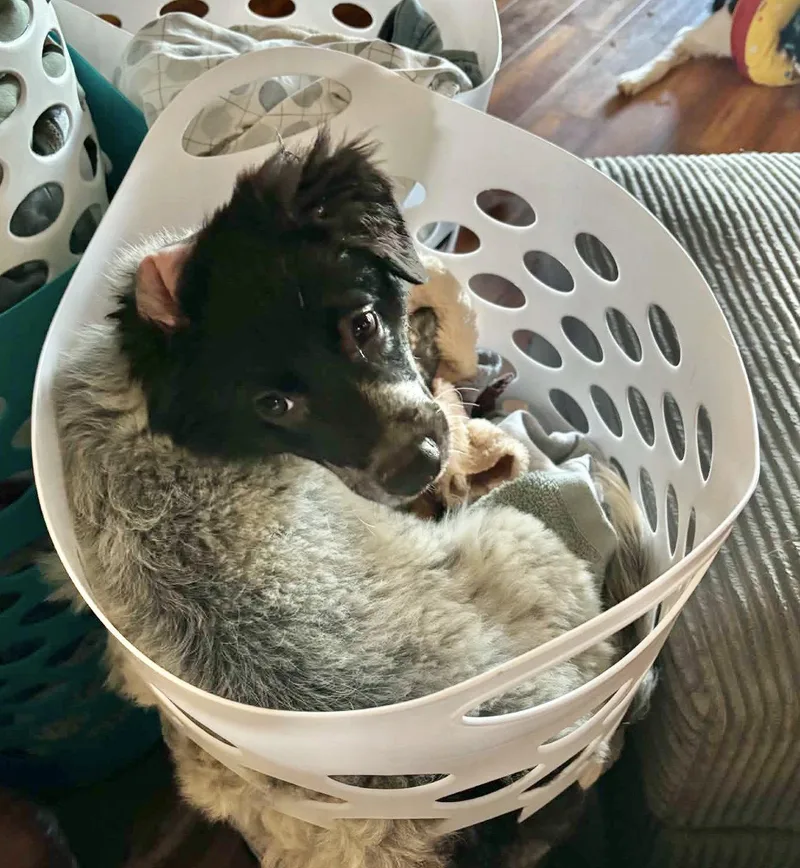 Oreo
