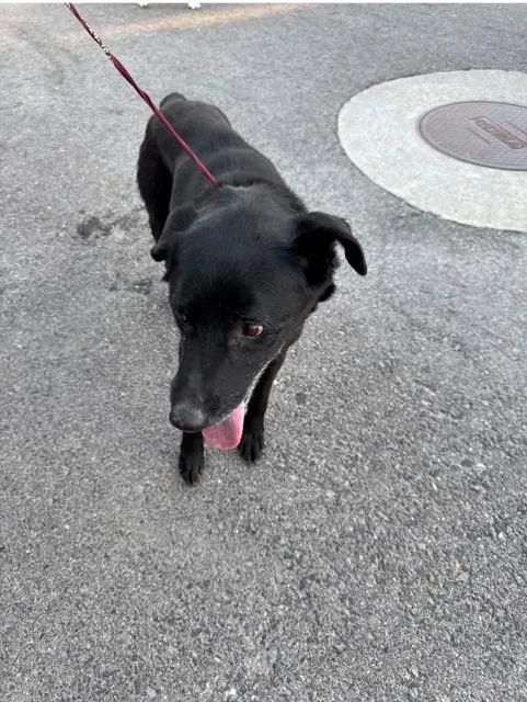 An adult medium-sized male Border Collie dog named Wrongway Freeway for adoption in Midway, UT